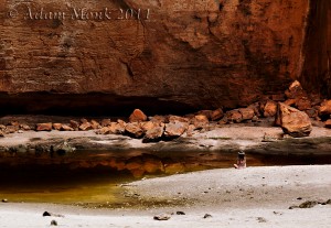 Cathedral Gorge detail in the Bungle Bungle Ranges, Purnululu National Park. Kimberley WA