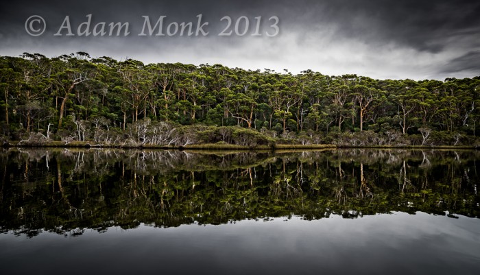 reflection of Karri Trees, Nornalup Inlet, H4D-60