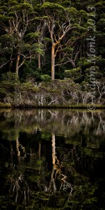 Karri tree and reflection, Nornalup Inlet, H4D-60