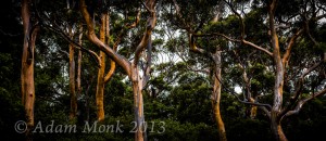Karri trees in the rain, Nornalup Inlet, H4D-60