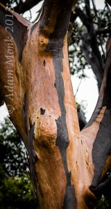 Karri tree detail, Nornalup Inlet, H4D-60