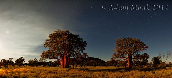 Boab trees lit by the light of the campfire in the Kimberley, WA.