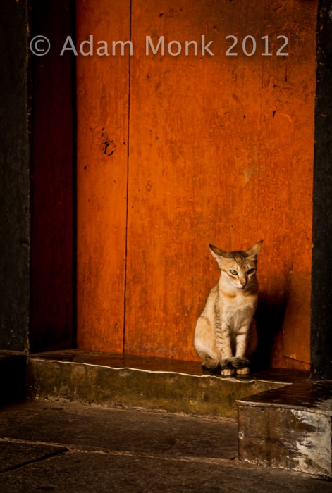 Cats of Bhutan, Bumthang Dzong. Bhutan Photo tour with Adam monk