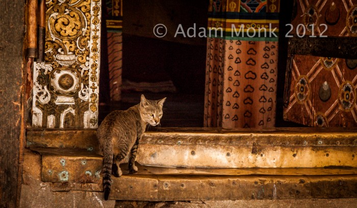 Cats of Bhutan, Trongsa Dzong. Bhutan Photo tour with Adam monk