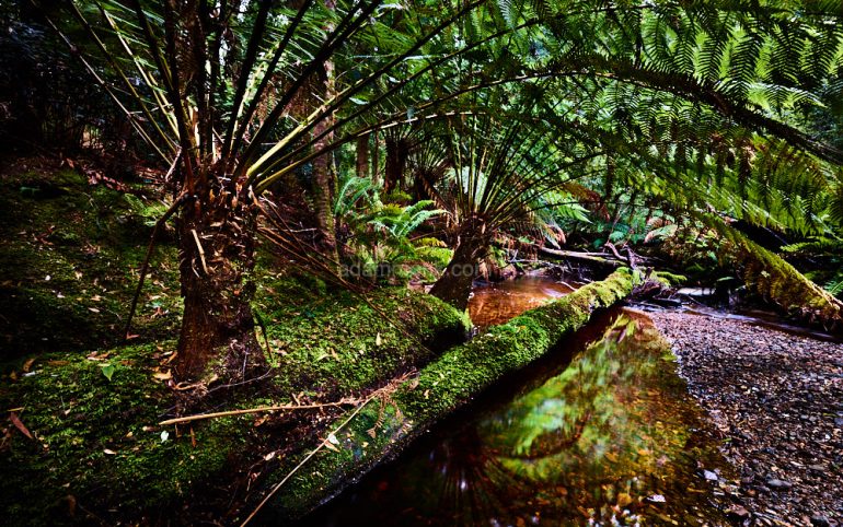 Tasmanian Photo tour-11