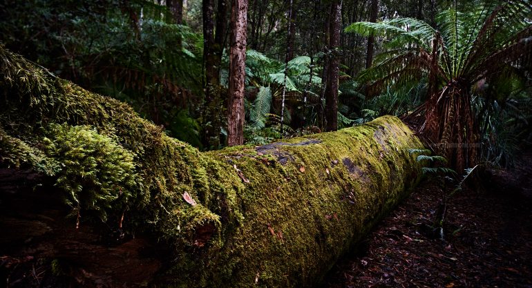 Tasmania Photo Tour
