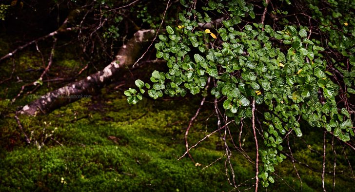 Tasmania Photo Tour Cradle mountain National Park