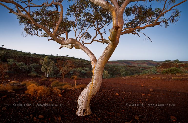 Snappy Gum twilight-Hamersley Gorge, Karijini National Park. Adam Monk Photo tour of Karijini