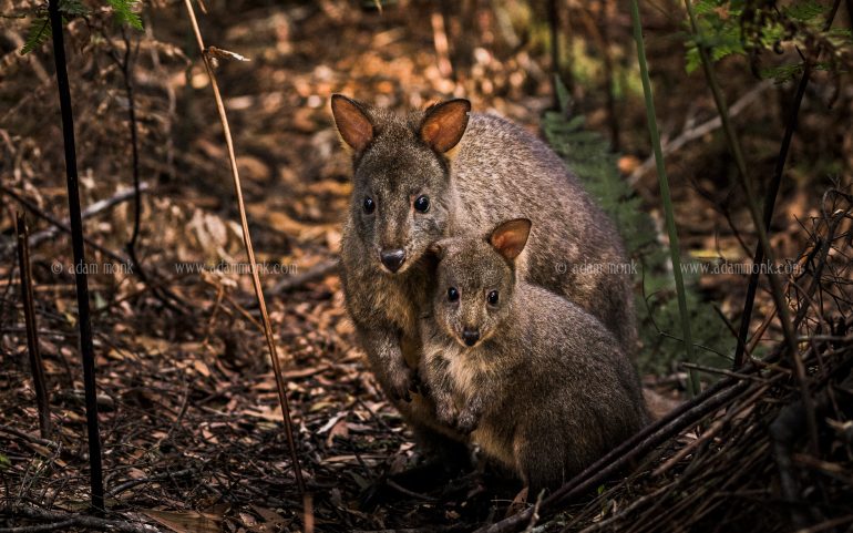Tasmania Photo Tour with Adam Monk