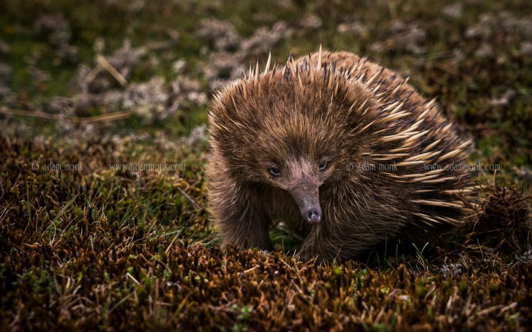 Tasmania Photo Tour with Adam Monk